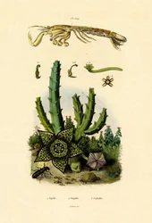 Camarão Mantis, 1833-39