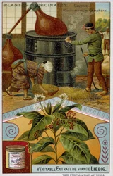 Plantas medicinais: cânfora; preparação de cânfora no Japão - Chromo Liébig, v.1900