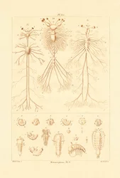 Metamorfose, 1833-39