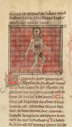 Ms 2030 fol.17 Figura anatômica, da cirurgia do mestre Henri de Mondeville