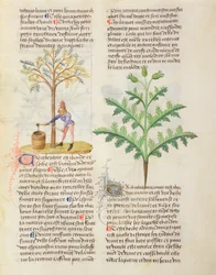 Ms Os diferentes ervas por Dioscorides, fol.165r Tapping Contorcendo