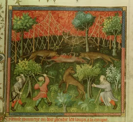 Pe. 616 fol.111 Wolf caça com a ajuda de redes, do Livre de la Chasse por Gaston Phebus de Foix (1331-1391)