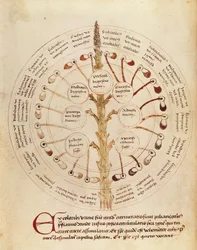 Ms Lat 11229 fol.19r Tabela para análise de urina, de Small Hygiene and Medicine