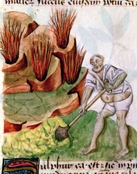 Ms Lat 993 L.9.28 f.123v Procurando por Enxofre, de Dioscorides De Herbis
