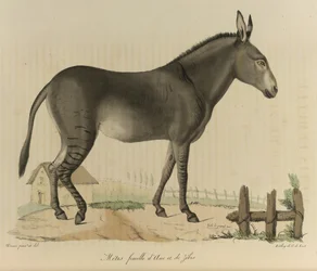 Métis fêmea. Um híbrido. Um cruzamento entre um asno ou burro e uma zebra, de 