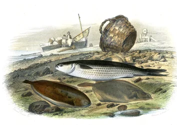 Tainha (Mugilidae), linguado (Solea Vulgaris), limande (Microstomus Kitt) - Prato extraído de História Natural de Bernard Germain de Lacepede (1856-1925), edição P.Furme, Paris