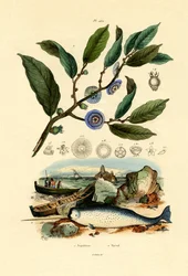 Chapéu de Napoleão, 1833-39