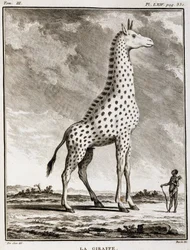 Placa de História Natural: La Giraffe - em "História Natural, Geral e Particular" de Buffon