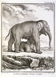Placa de História Natural: O Pequeno Elefante Taunhando Sua Mãe - em "História Natural, Geral e Particular" de Buffon
