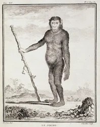 Prato de História Natural: O jocko - in "História Natural, Geral e Particular" de Buffon