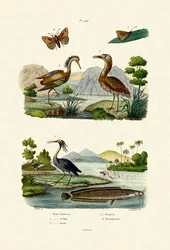 Garça da noite, 1833-39