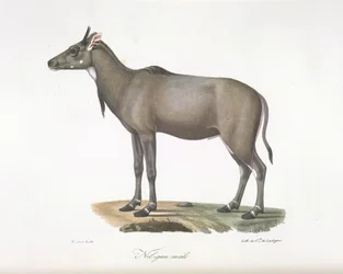 Nilgau macho. Nylgau antílope, da Histoire Naturelle des Mammifères (cor litho)
