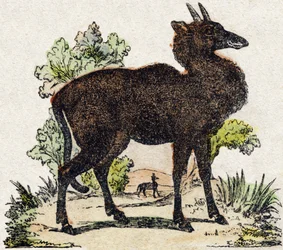 Nyl-ghau (Nyl ghau, animal indiano). Gravura em "Alphabet des animaux sauvages". 9ª Série. Imagem de Epinal, Pellerin, impressora-editora, cerca de 1870. Gravura em madeira, stencilled. 16 páginas. Dimensões: 20 x 15 cm. Coleção Particular