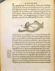 Diagrama óptico, de De Homine Figuris, de René Descartes (1596-1650), publicado em Haia, 1662