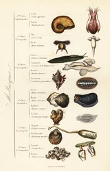 Ordens dos Moluscos