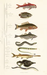 Pedidos de peixe