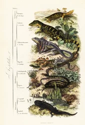 Ordens de répteis: tartaruga-de-capelo indiana vulnerável, Nilssonia gangetica, jacaré-de-óculos, crocodilo jacaré, lagarto-de-pescoço-frito, Chlamydosaurus kingii, pé escamoso comum, Pygopus lepidopudus, lagarto europeu de vidro, Pseudopus apodus, víbora 