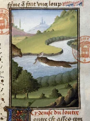 Lontra - no "Livro de Caça de Gaston Phoebus, Conde de Foix, Senhor de Béarn".