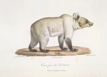 A nossa fem des Asturies. Fêmea urso castanho espanhol, da Histoire Naturelle des Mammifères (cor litho)