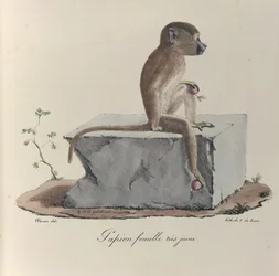Papião fêmea muito jovem, Um macaco papião, da 