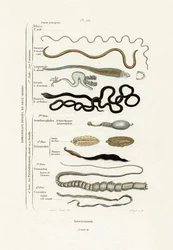 Parasitas, 1833-39