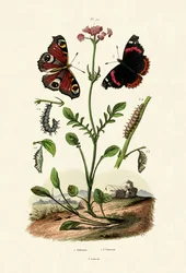 Borboleta-pavão, 1833-39