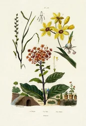 Ryegrass Perene, 1833-39