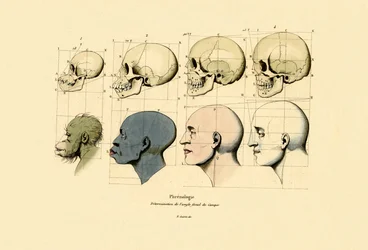Frenologia, 1833-39
