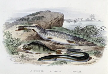Peixes: Lúcio, perca, enguia - em "Histoire Naturelle" de Lacépède, ed. Furne, Paris