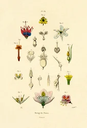 Melhoramento de plantas, 1833-39