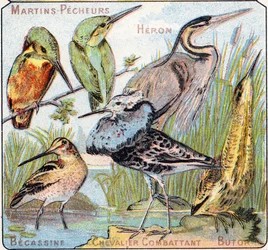Prato 3: Kingfisher, Heron, Becassine, Knight fighting, Butor. Gravura em "Alfabeto silábico de pássaros e répteis". Serie A. Pellerin et Cie, impressores-editores, Epinal, final do século XIX. Cromolitógrafos. Pequeno álbum publicitário de 8 páginas conte