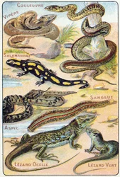 Prato 4: Cobra, Víbora, Salamandra, Aspic, Sanguessuga, Sanguessuga, Lezard ocelle, Lezard Verde. Gravura em "Alfabeto silábico de aves e répteis". Serie A. Pellerin et Cie, impressores-editores, Epinal, final do século XIX. Cromolitógrafos. Pequena public