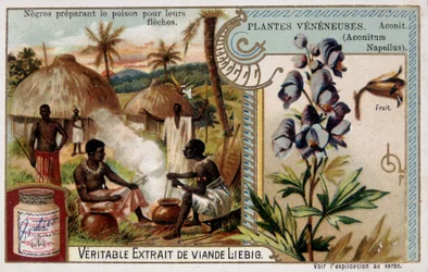 Plantas venenosas: acônito e africano preparando veneno para suas flechas - chromo. Liébig, final do século XIX
