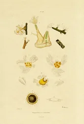 Pólipo, 1833-39