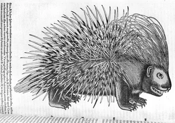 Porcupine, de "History of Animals&39; por Conrad Gesner (1516-1565) 1551