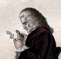 Retrato de Bernard de Jussieu (1699-1777), naturalista francês.