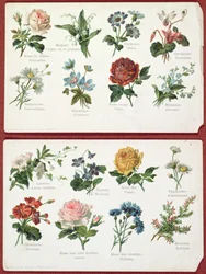 Cartões postais representando a linguagem e o significado das flores, c.1905