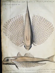 Perfil e costas de peixe alado, Big Island, Brasil, aguarela do livro de bordo de Jacques Gouin de Beauchesne (1652-1730), capitão da Compagnie royale de la Mer du Sud, de 1698 a 1701, França