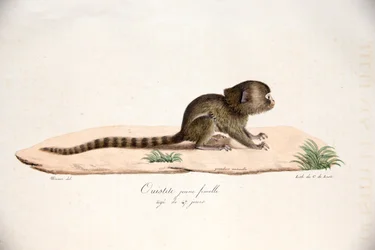 Sagui-dos-pigmeus, da História Natural dos Mamíferos, com figuras originais, de Étienne Geoffroy Saint-Hilaire e Frédéric Cuvier, 1824-1842