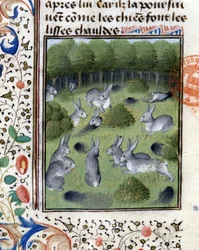 Coelhos - no "Livro de Caça de Gaston Phoebus, Conde de Foix, Senhor de Béarn".