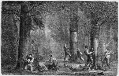 Recolha da casca de carvalho (carvalho-liege). Gravura em "Histoire des plantes" de Louis Figuier publicada no "Le Monde Illustré" n°399 de 3 de dezembro de 1864.