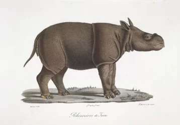 Rinoceronte de Java, da Histoire Naturelle des Mammifères (cor litho)