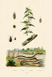 Carrapicho-áspero, 1833-39