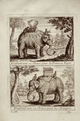 Elefantes reais, de Voyage du Siam des Peres Jesuítas por Guy Tachard, 1688