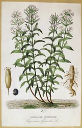 Saponaria officinalis, século XIX (gravura a cores)