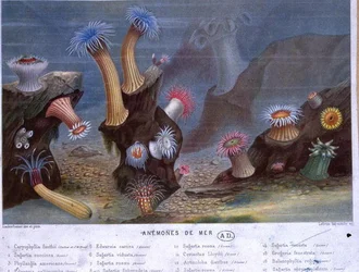 Sea Anemones, a partir de um livro publicado pela Hachette (cor litho)