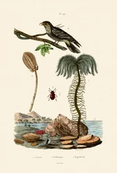 Lírio marinho, 1833-39