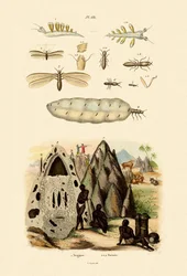 Lesma do mar, 1833-39