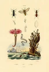 Serpulídeos, 1833-39
