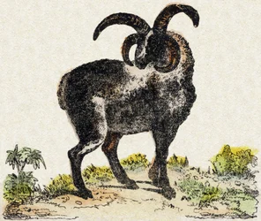 Ovelhas. Gravura no "Alfabeto dos animaux sauvages". 9ª Série. Imagem de Epinal, Pellerin, impressora-editora, cerca de 1870. Gravura em madeira, stencilled. 16 páginas. Dimensões: 20 x 15 cm. Coleção Particular